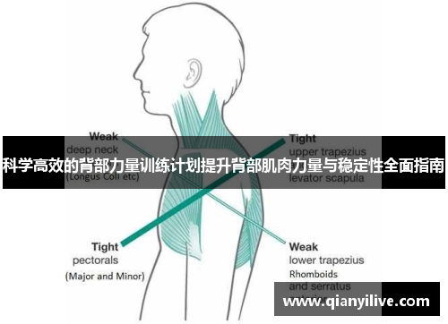 科学高效的背部力量训练计划提升背部肌肉力量与稳定性全面指南